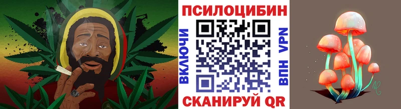 где можно купить наркотик  Ртищево  Галлюциногенные грибы Magic Shrooms 